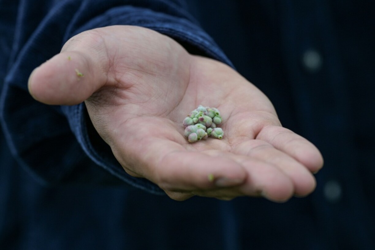 Haraguchi regards the destruction seen by the Fukushima region not as a blight, but an opportunity