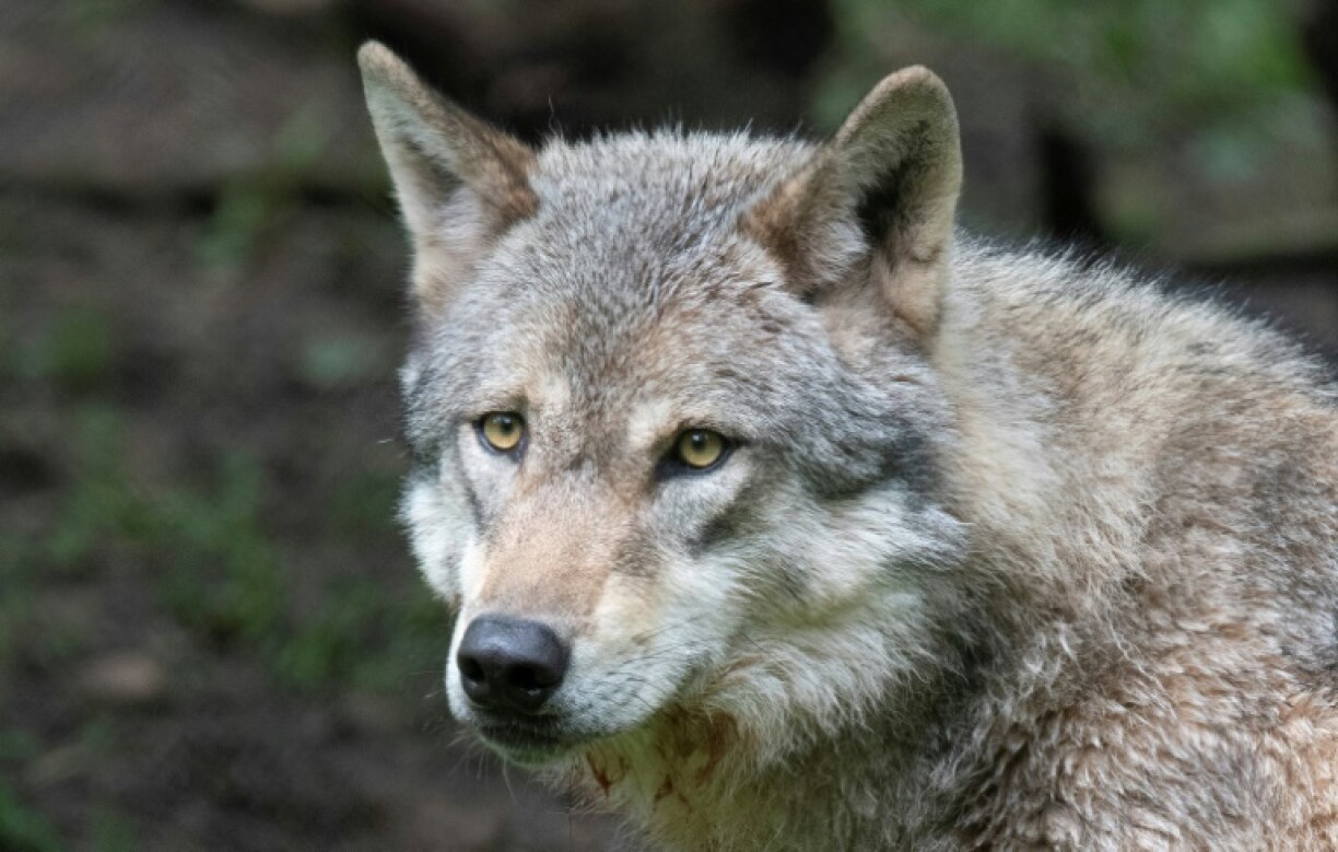 Wolves in most of Europe are less protected from today