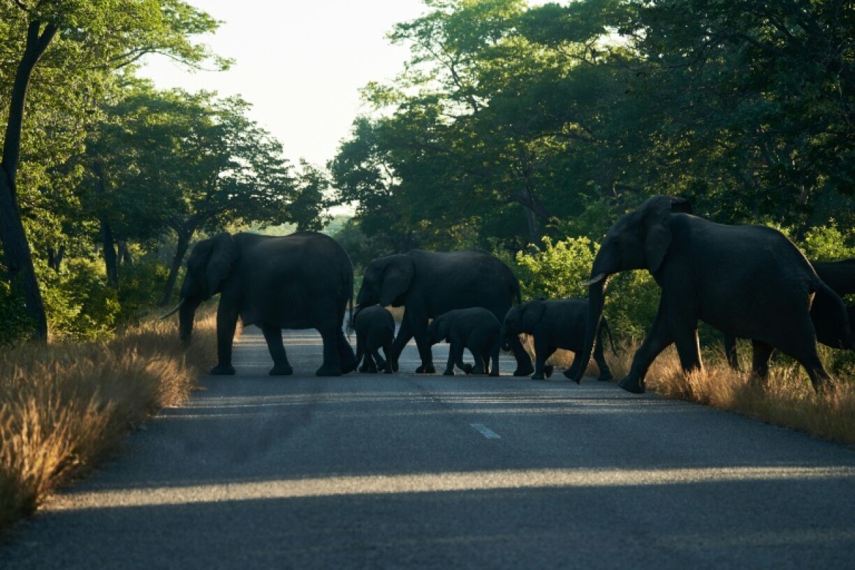 Zimbabwe is home to the second-biggest elephant population in the world
