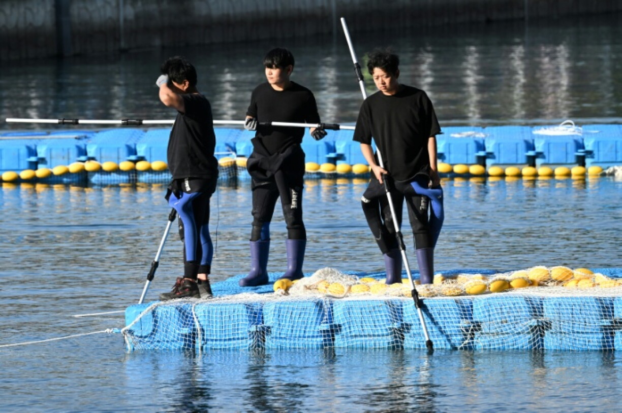 South Korean officials take part in an operation to guide a 3.5-metre shark back to the sea after it became trapped in an artificial waterway in the southeastern port city of Busan