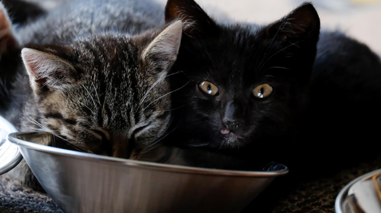 Une étude insolite sur le ronronnement des chats récompensée aux IG Nobel !