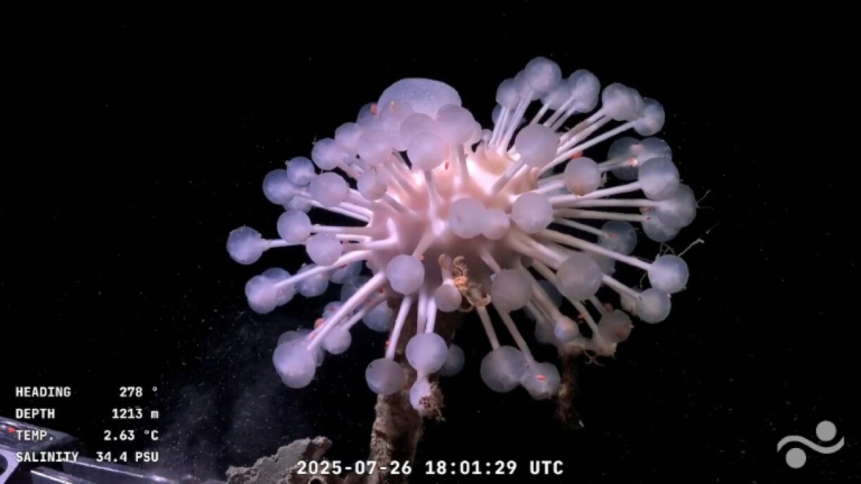 This is the first time that human eyes -- albeit remotely -- have seen this underwater oasis in real time