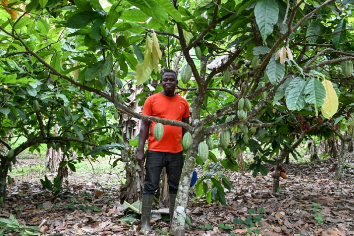 Cocoa farmer Anselme Kouakou and colleagues are pinning hopes on research for a new super bean, amid fears of drought or torrential rains in coming decades