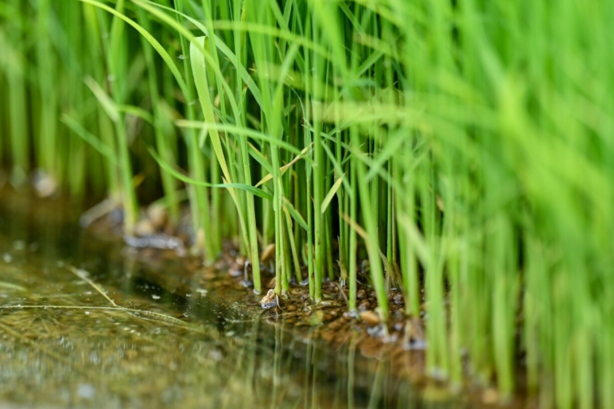 The surging cost of rice has become a political hot topic in Japan heading into elections this month