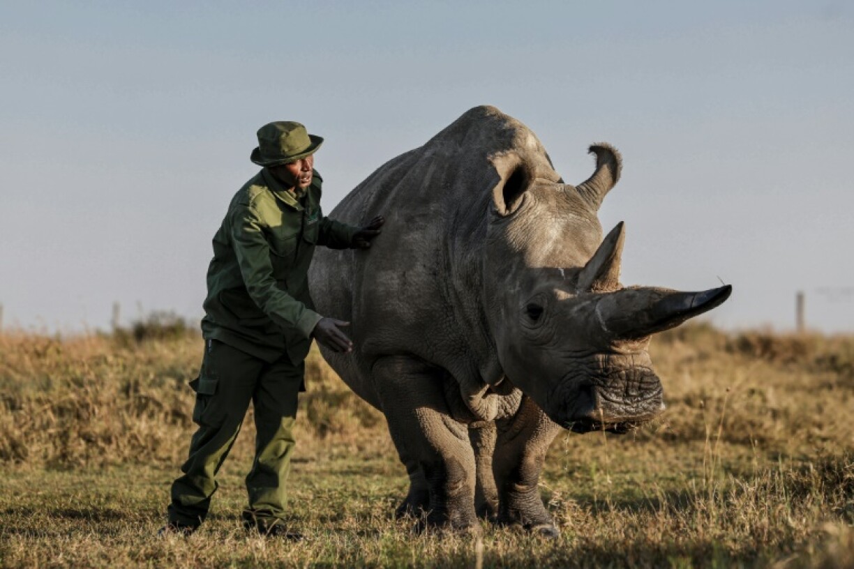 There are several efforts underway across the world to bring the northern white rhino back from the edge of extinction