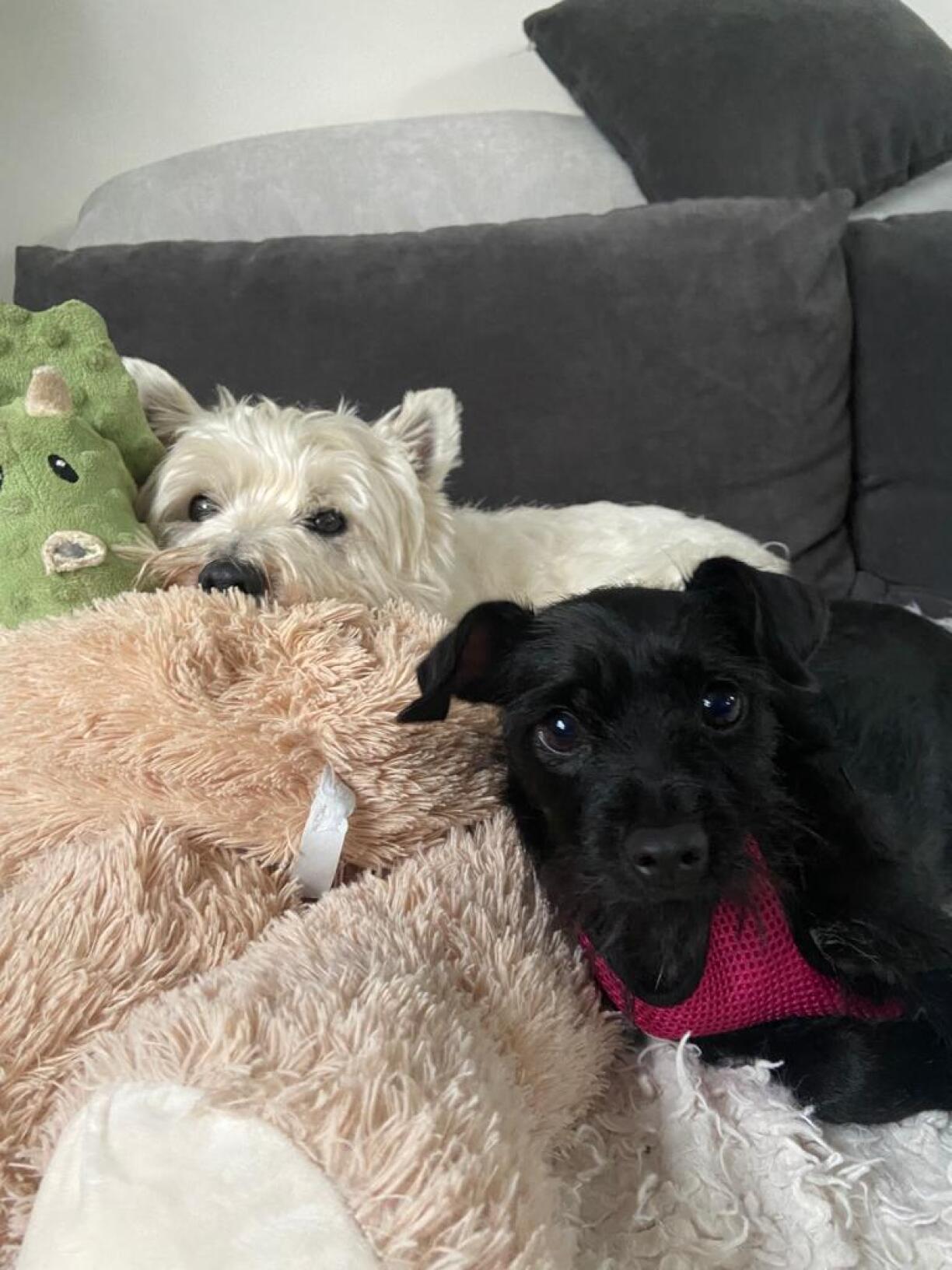 Eleng fillt de Speedy (lénks) sech elo net méi.