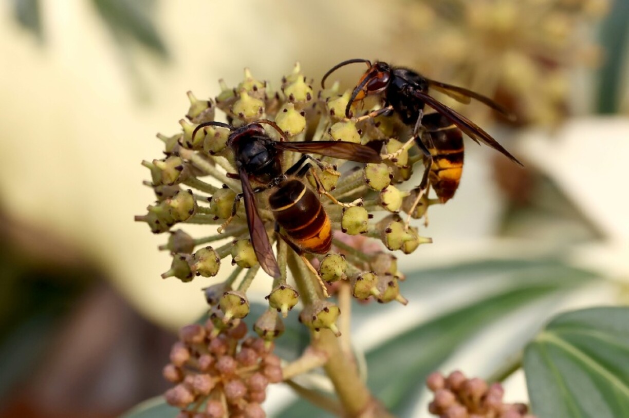 Des frelons asiatiques à Ballersdorf, dans le Haut-Rhin, le 6 novembre 2025