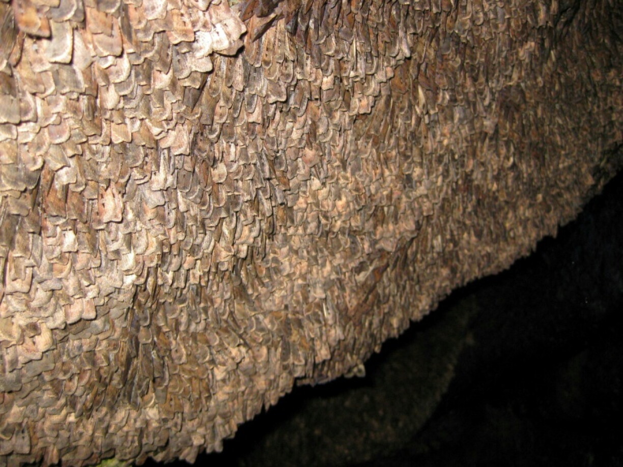 Bogong moths carpet the wall of an alpine cave in Australia, after completing an annual migration to beat the summer heat