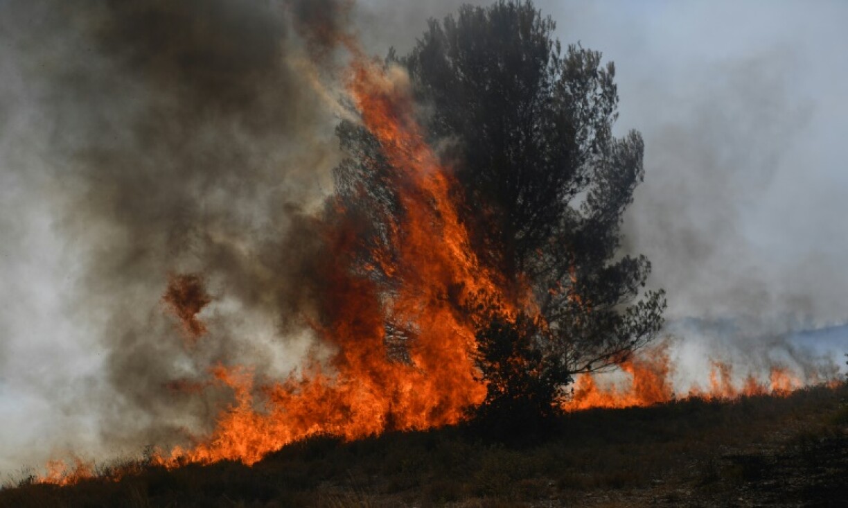 Un arbre brûlé par un incendie de forêt à Tarascon, le 15 juillet 2022