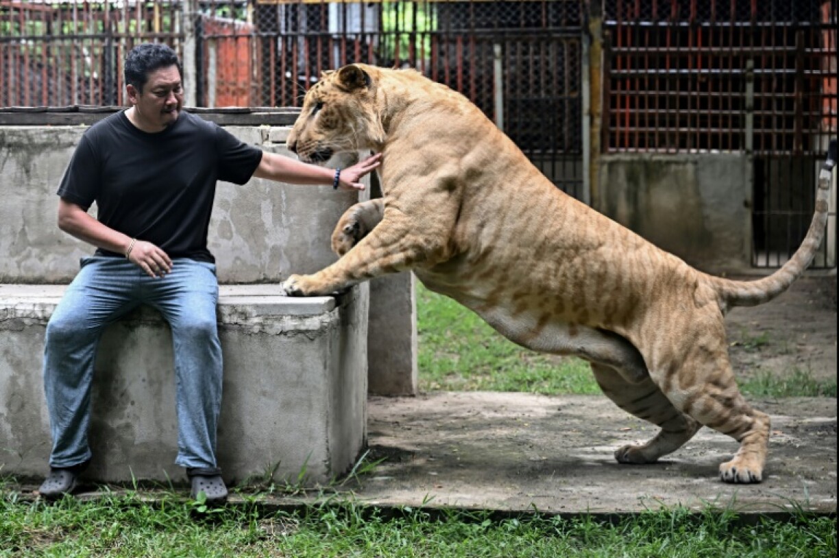 Thailand's captive lion population has exploded in recent years