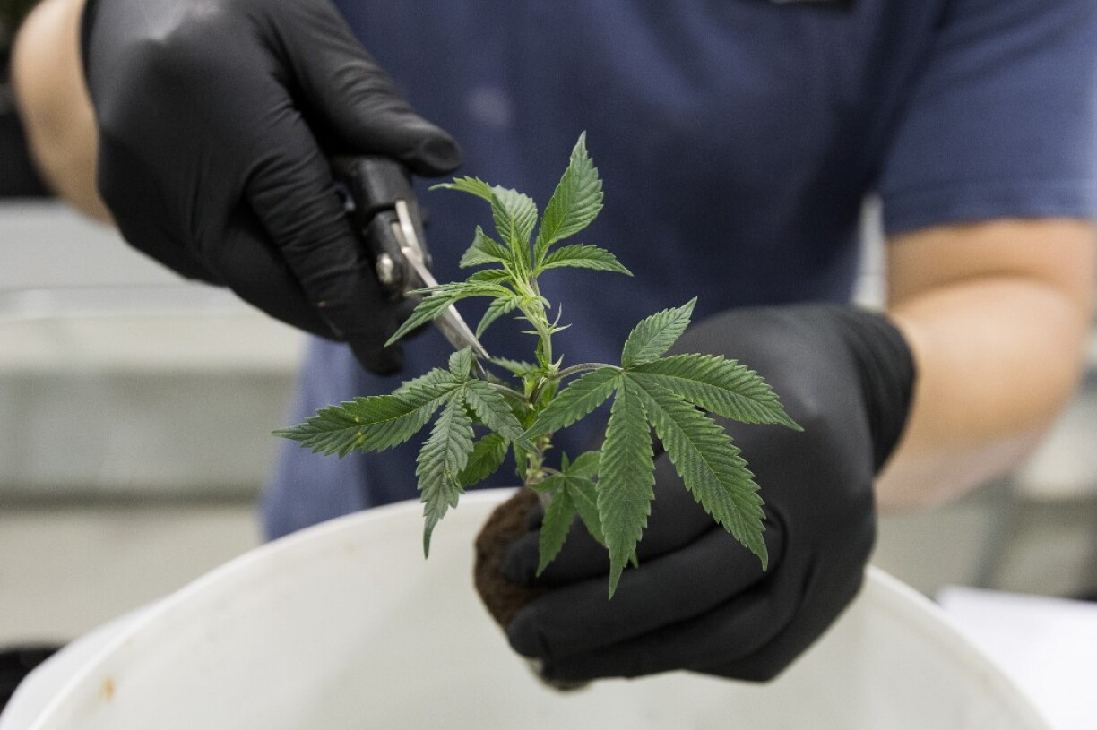 Le Luxembourg fait face à un manque de cannabis médicinal.