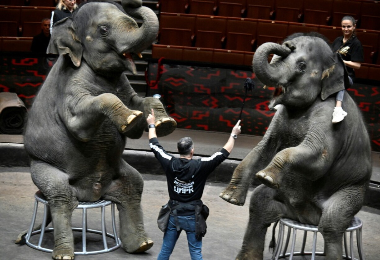 In much of Europe, circuses featuring wild animals are banned due to concern over animal cruelty