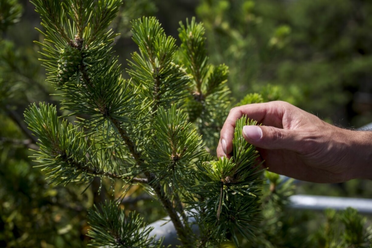 In the Pfynwald, as in other dry Alpine valleys, Scots pines are dying out