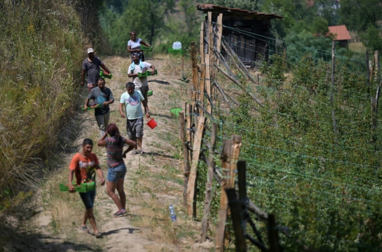 Some raspberry farmers say they lack funds to invest in irrigation