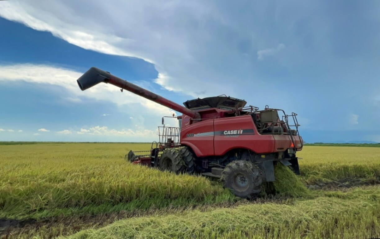 In a first, a private Vietnamese company is growing rice in Cuba