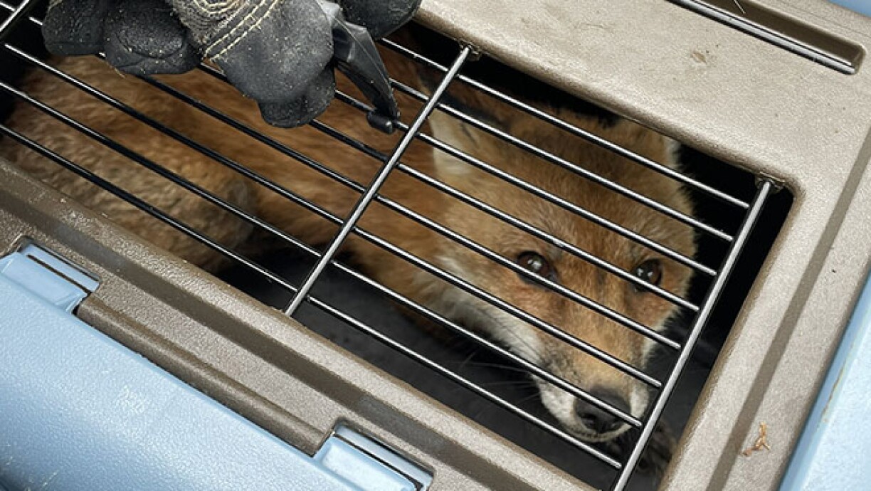 La renarde du Congrès américain avait la rage