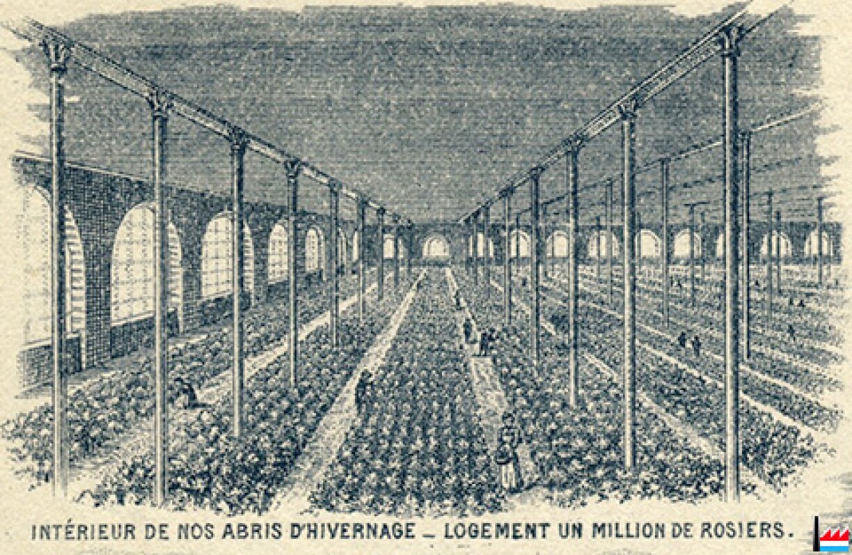 Un abri où des millions de roses passaient l'hiver... (Source: industrie.lu)