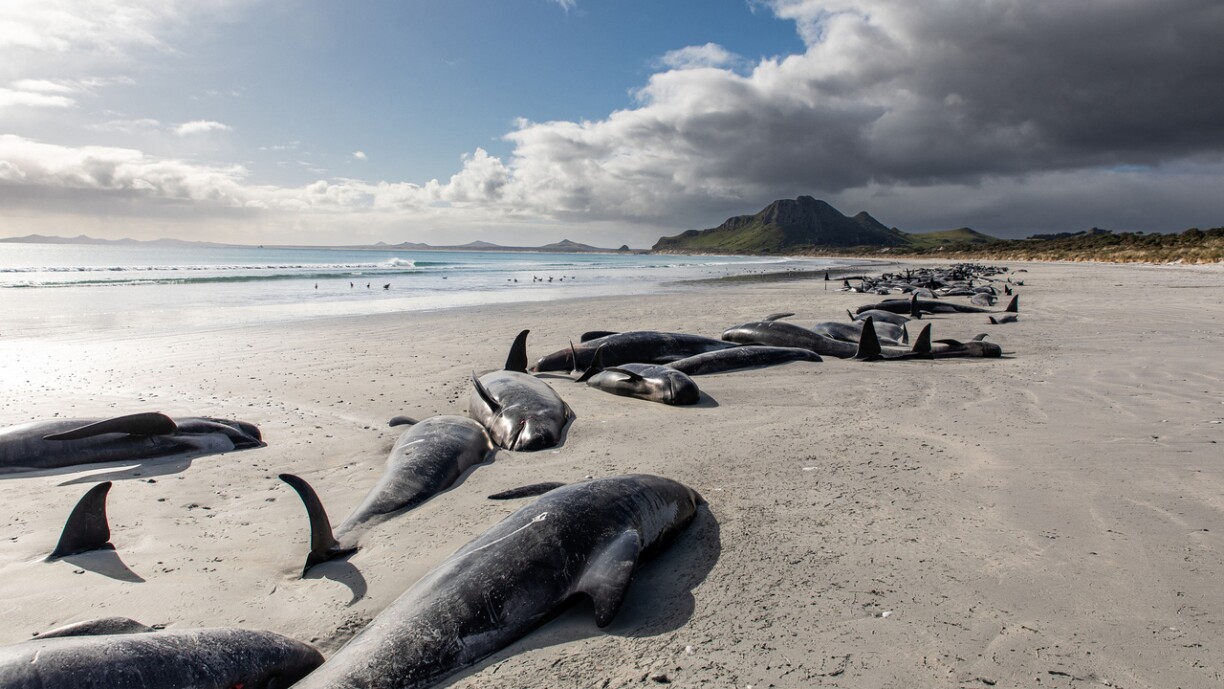 Gestrant Waler op de Insel Catham.