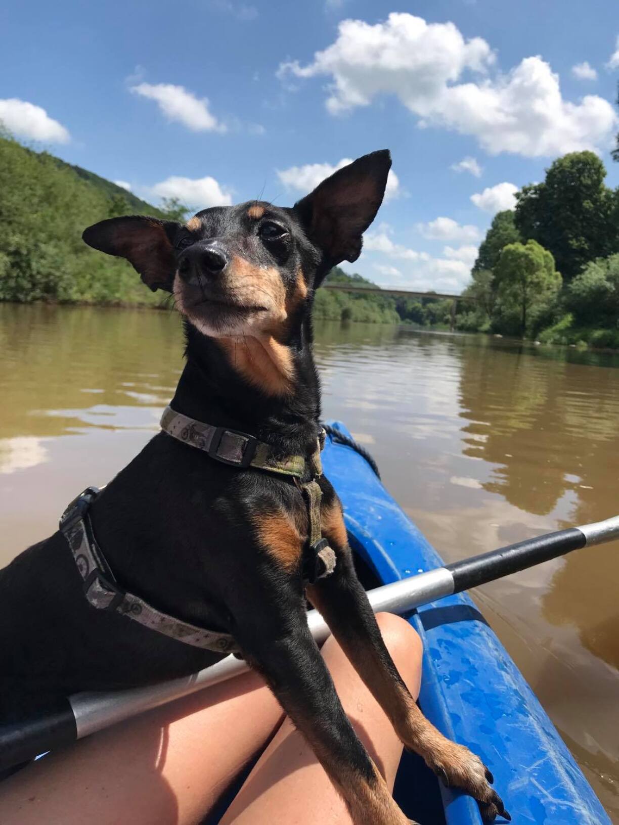 RTL Today's hairiest member Pipo enjoying the views.