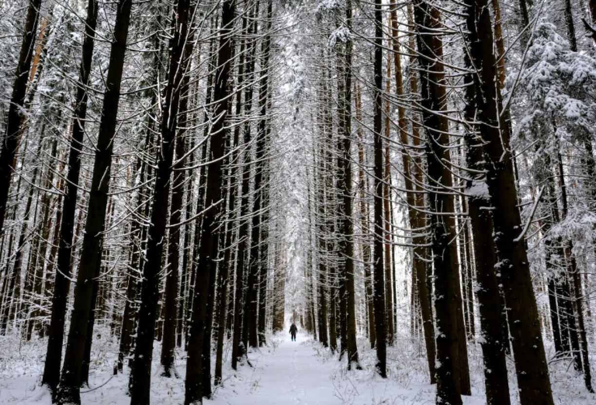 Russia has more forest than any other country on Earth