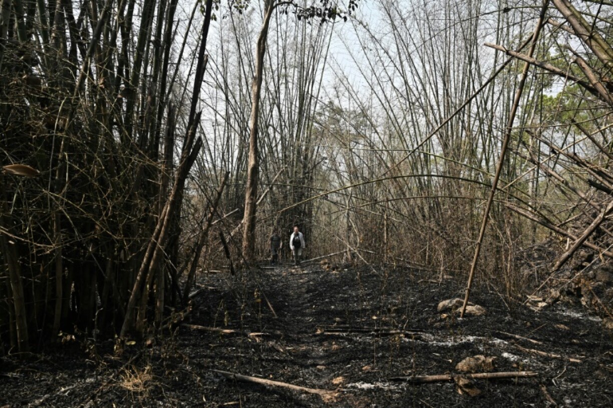 Wildfires are common in many of Thailand's protect forests during the spring agricultural burning season
