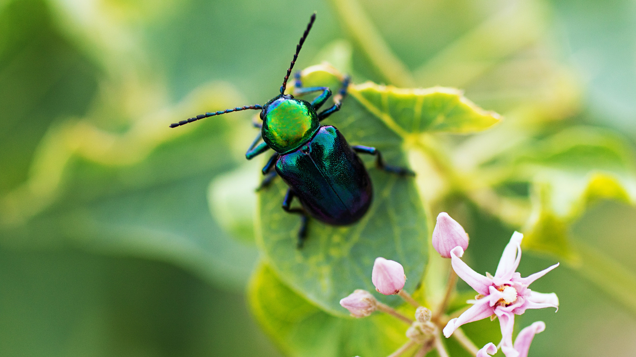 Insekten zielen zu Lëtzebuerg: 