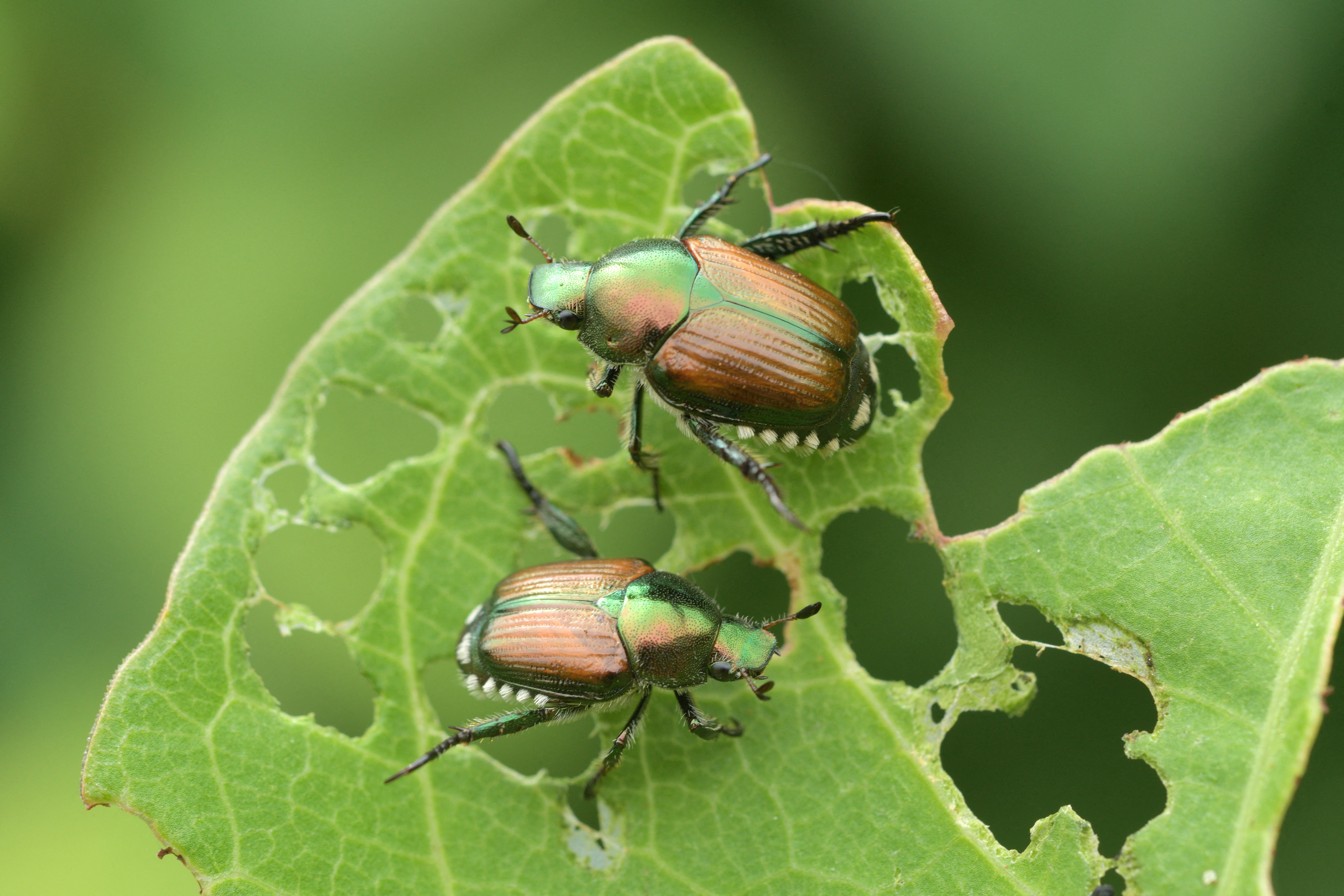 Espèce invasive: Le scarabée japonais fait une incursion dans le Grand Est