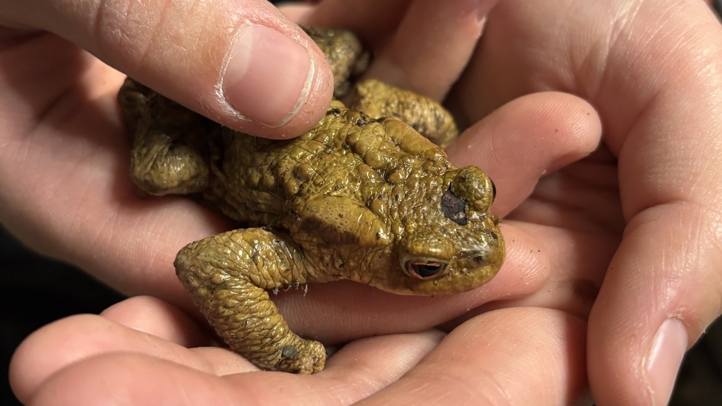 Spring Chicken Toad Seasonal hazard: Spring toad crossings begin across Luxembourg - RTL Today