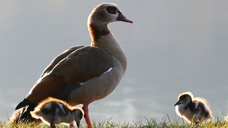 Musel tëscht Tréier a Konz: Police ermëttelt Verdächtegen no "Armbrust"-Attacken op eng sëllegen Nilgäns