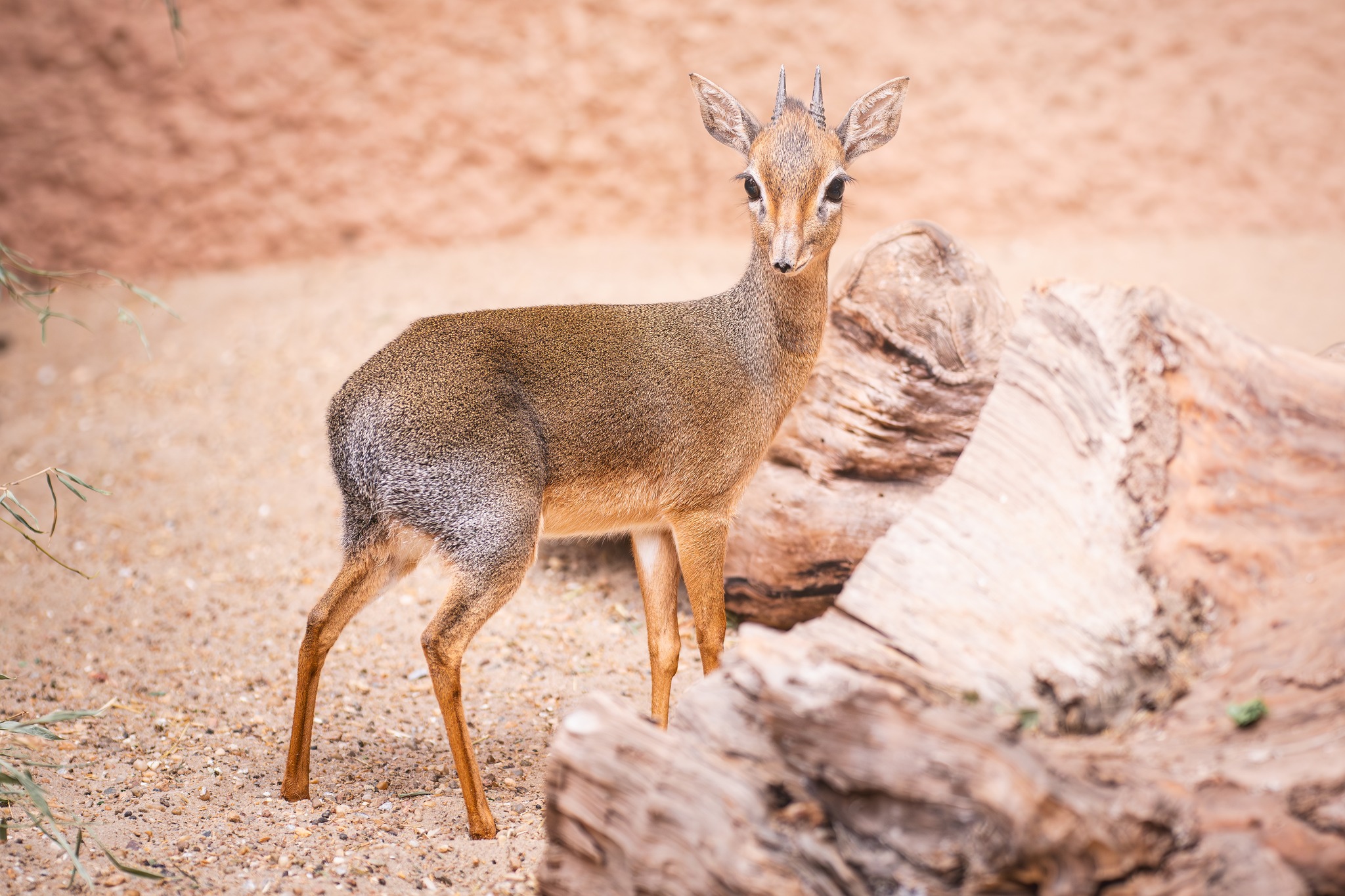David and Goliath: Duel between deer and rhino at Polish zoo goes viral